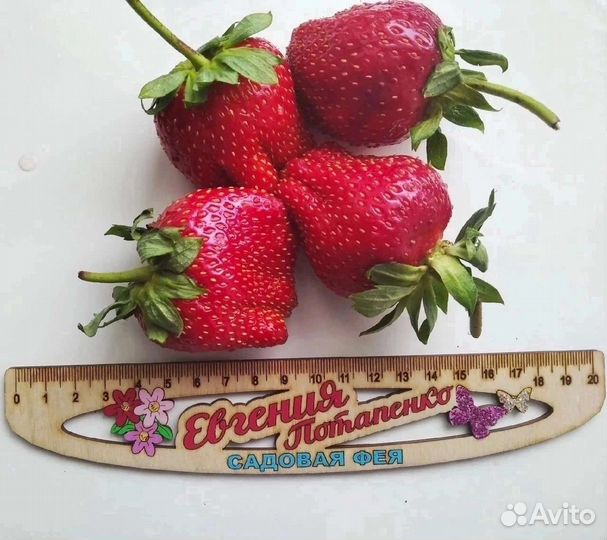 Клубника (саженцы)