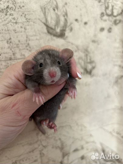Ручные Крысята редкого окраса Devil