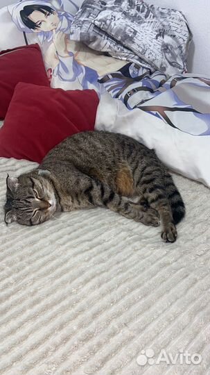 Кошка метис шотландская