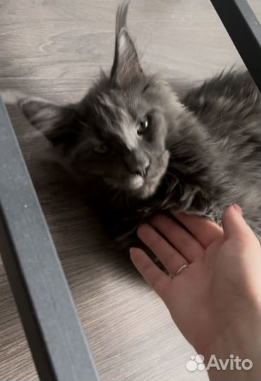 Передержка животных