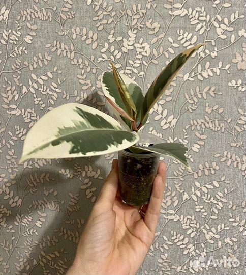 Фикус Тинеке