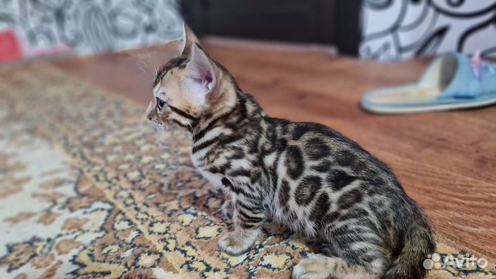 Бенгальская