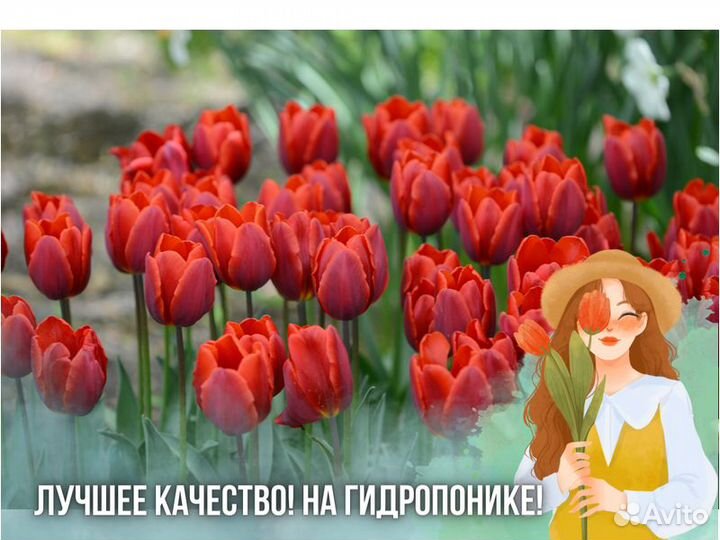 Тюльпаны оптом к 8 марта