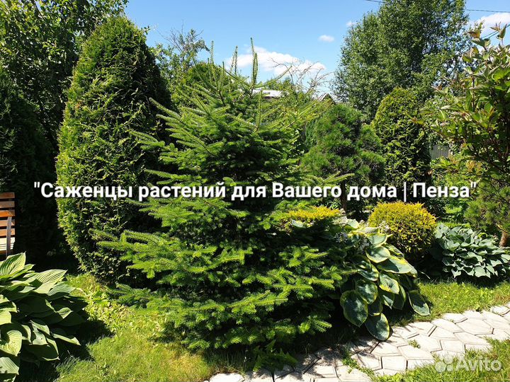 Саженцы различных растений для Вашего дома