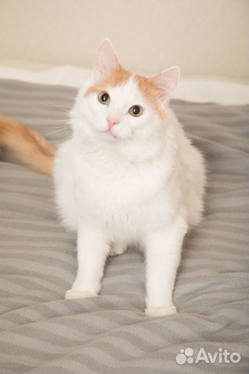 Мишаня ищет дом