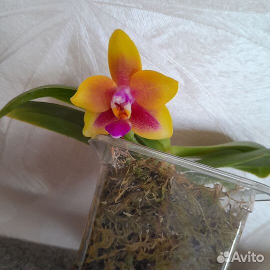 Орхидея фаленопсис