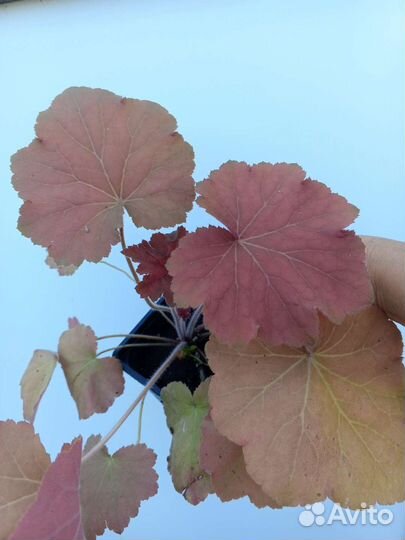 Гортензия метельчатая. Гейхеры