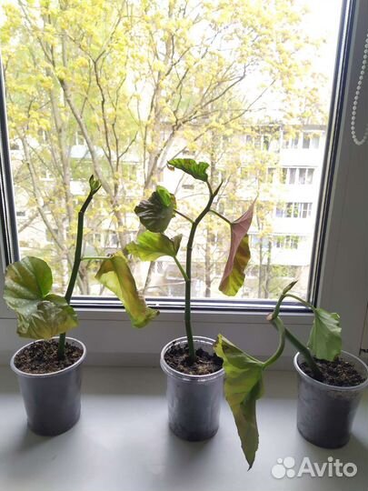 Бегония коралловая (Begonia corallina)