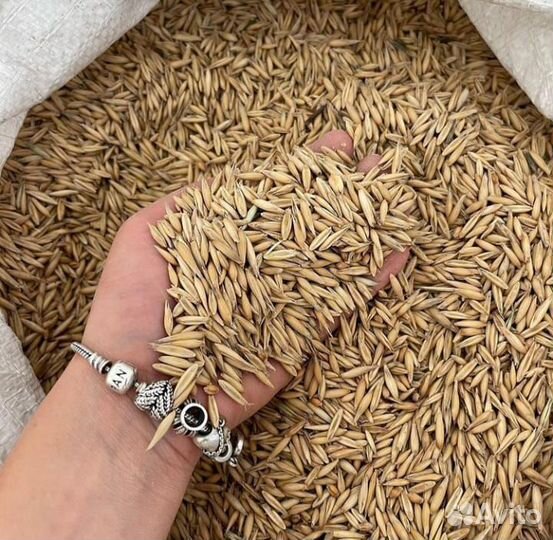 Овес в мешках