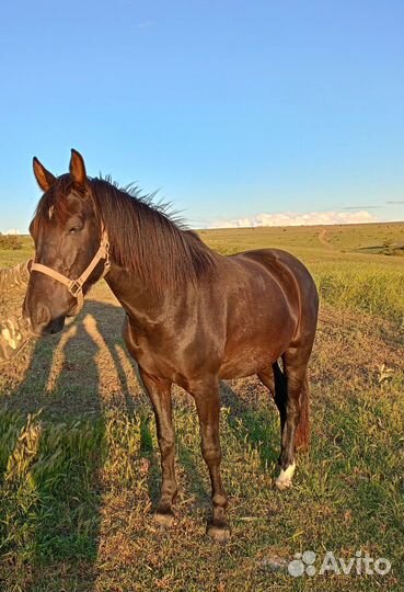 Продам молодую кобылку
