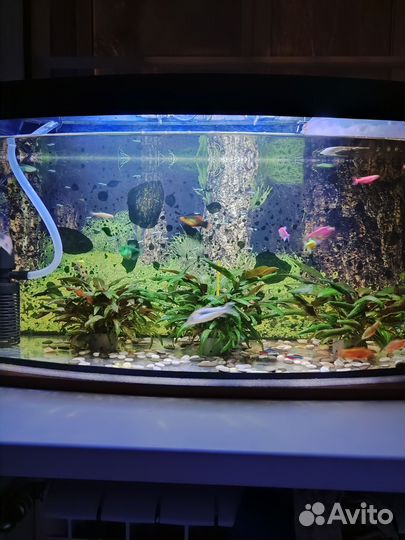 Аквариум