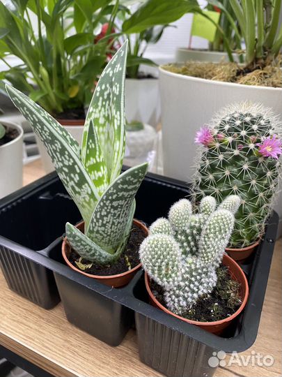 Кактусы и суккуленты, антуриум, замиокулькас