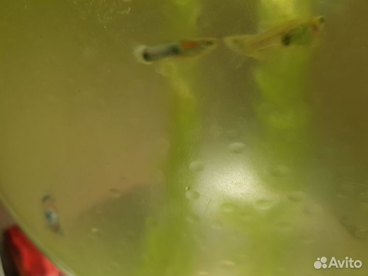 Рыбки гуппи