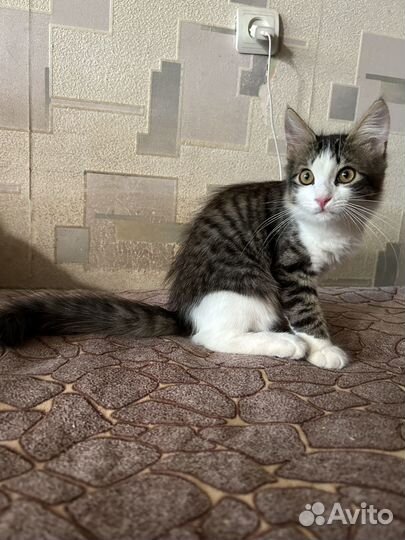 Котенок в добрые руки