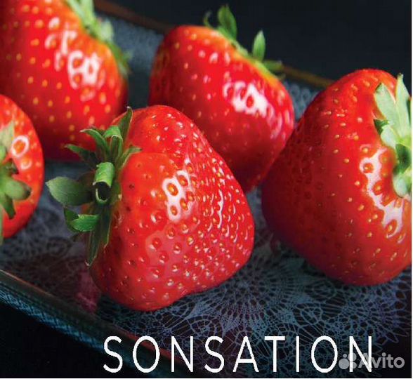 Рассада клубники Сенсация (Sonsation)
