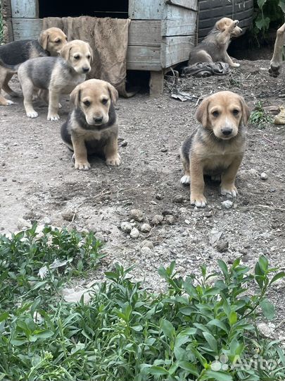 Русская гончая