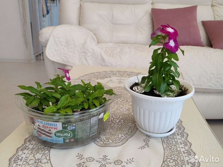 Комнатные растения