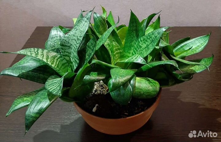 Сансевиерия Хана, Каланхоэ Блоссфельда