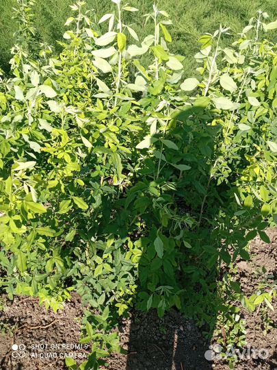 Саженцы бобовника