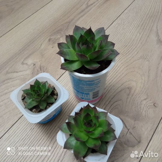 Суккулент