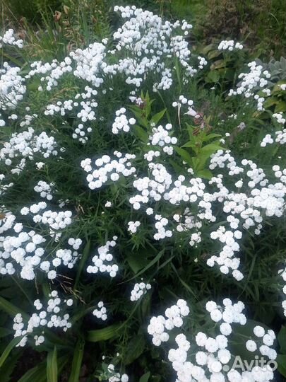 Аконит цветок