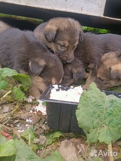 Щенок мальчик