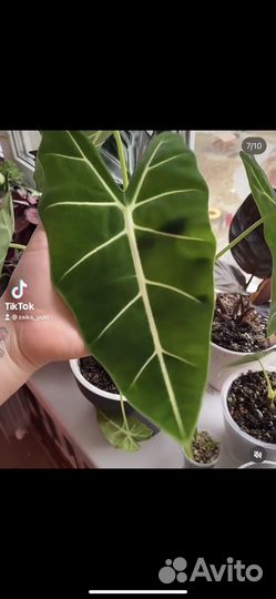 Alocasia micholitziana