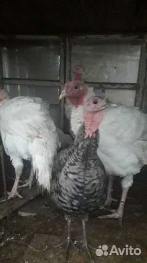 Кролик, бройлер, индоутка