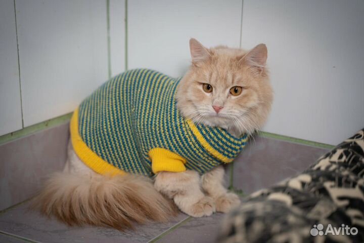 Кот Тедди добрые руки