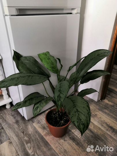 Диффенбахия