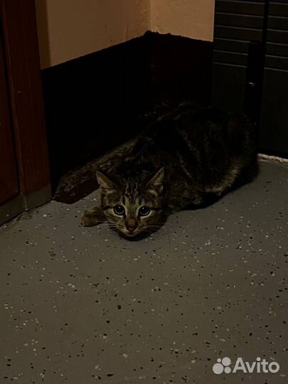 Котенок в добрые руки - девочка