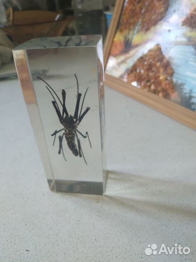 Оргстекло насекомое