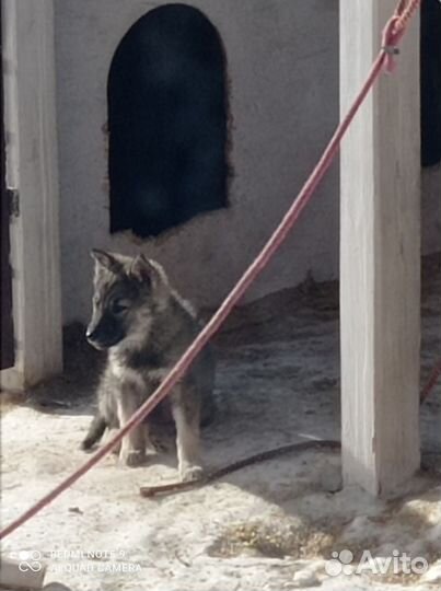 Хаски агути