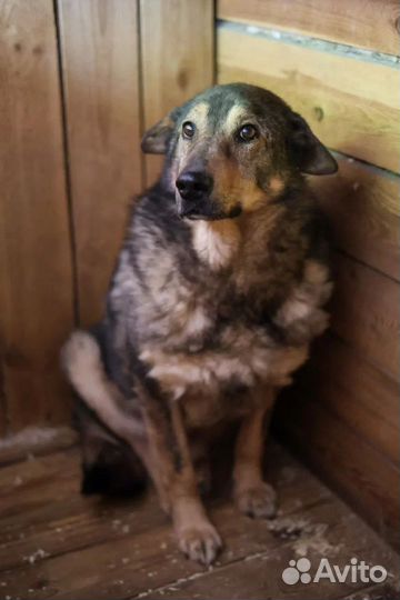 Собака из приюта в добрые руки