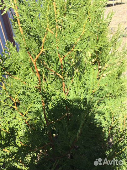 Семена туи брабант