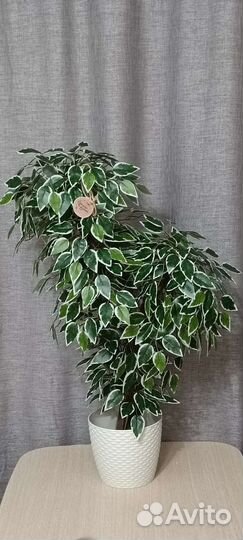 Искусственные растения