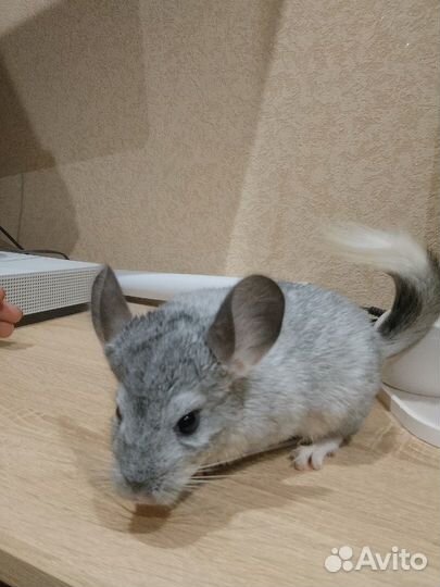 Шиншилла