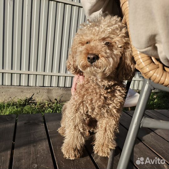 Пудель малый, вязка