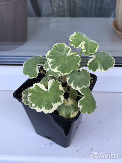 Пеларгония герань