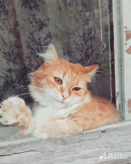 Мобильный фотограф