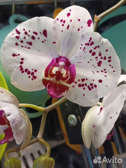 Сортовые Орхидеи фаленопсисы
