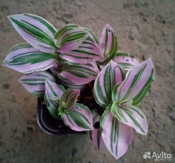 Лудизия (драгоценная орхидея) Традесканция Мурайя