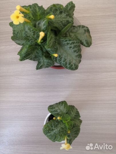 Комнатные цветы