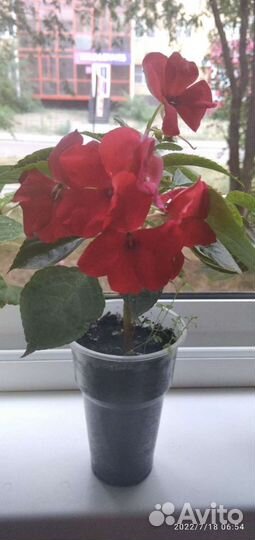 Бальзамин махровый