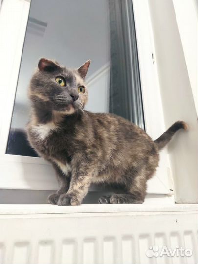 Кошка в дар