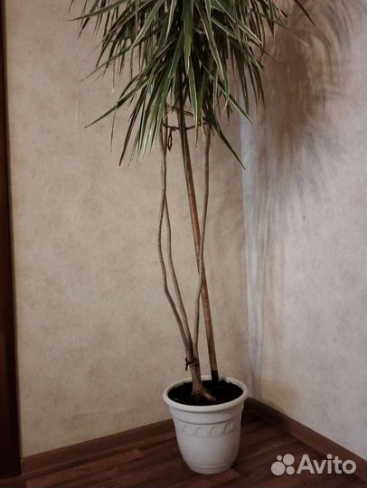 Комнатные цветы драцена