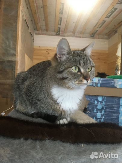 Кошка Сима ищет новый дом