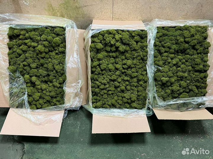 Стабилизированный мох оптом и в розницу