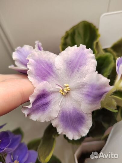 Фиалка обмен, продажа