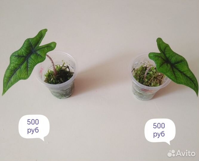 Алоказии,редкие сциндапсусы,иные прекрасные цветы